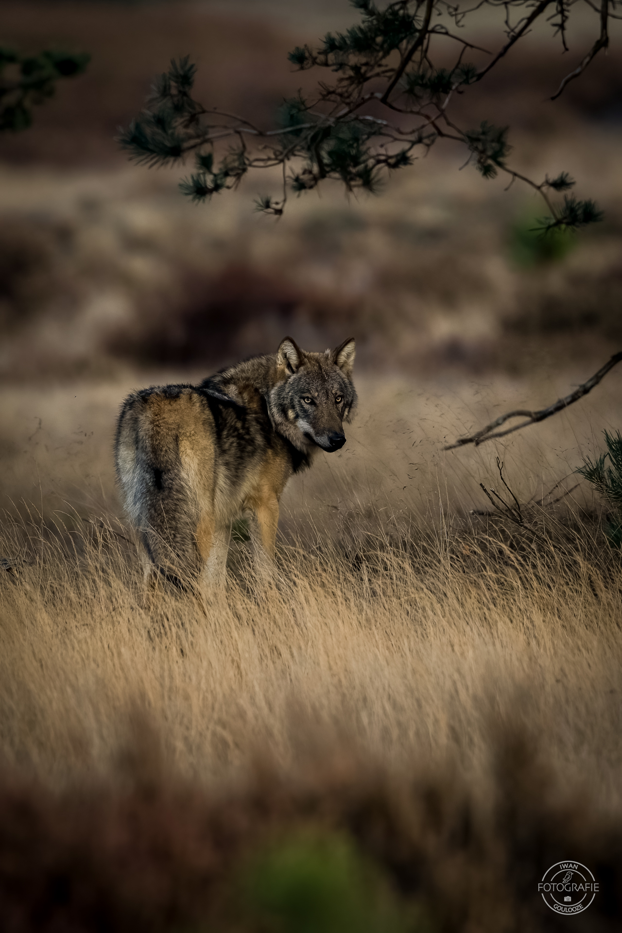 11 november 2022 171705 1R2A7093 bewerkt